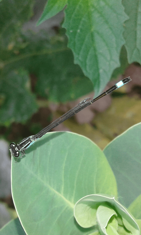 Coenagrionidae : Coenagrion ?  No, Ischnura elegans